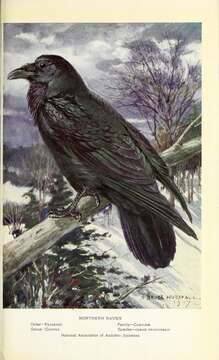 Imagem de Corvus corax principalis Ridgway 1887