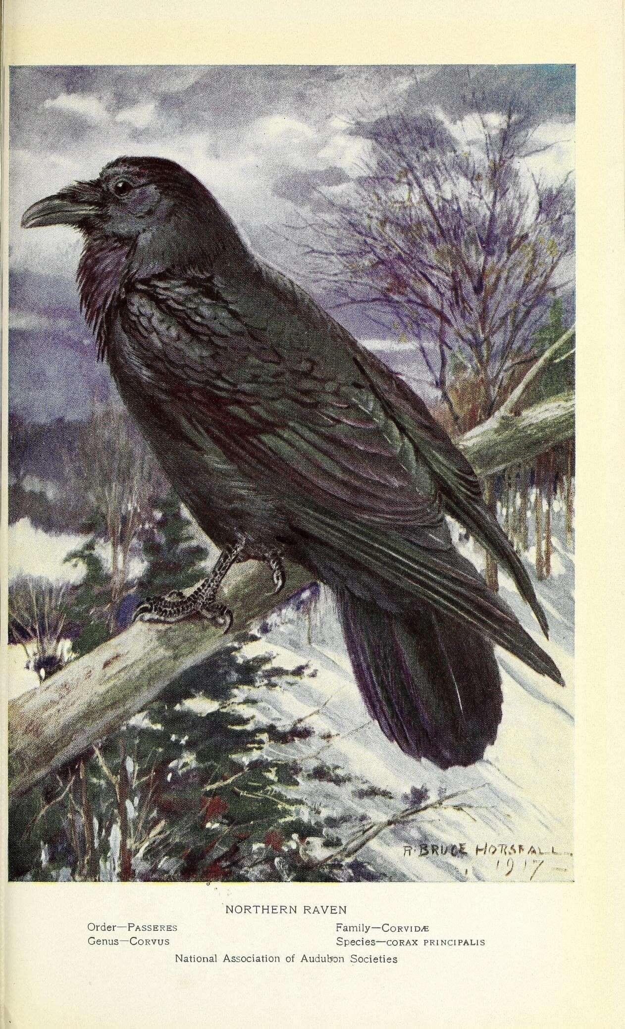 Слика од Corvus corax principalis Ridgway 1887