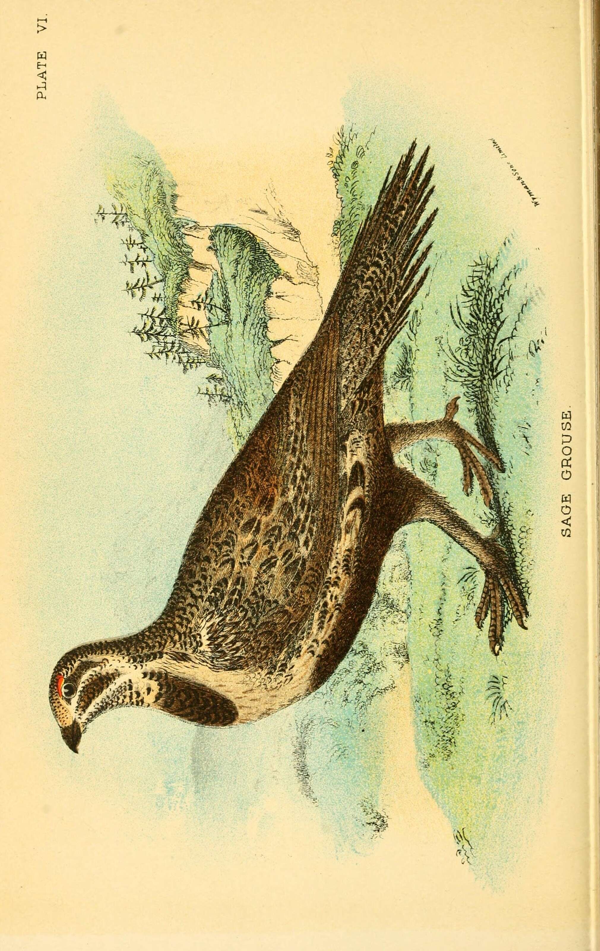 Image of Gunnison sage-grouse; greater sage-grouse