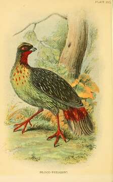 Image of Ithaginis Wagler 1832