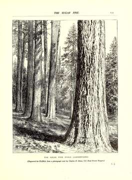 Image of sugar pine