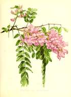 Imagem de Robinia neomexicana A. Gray