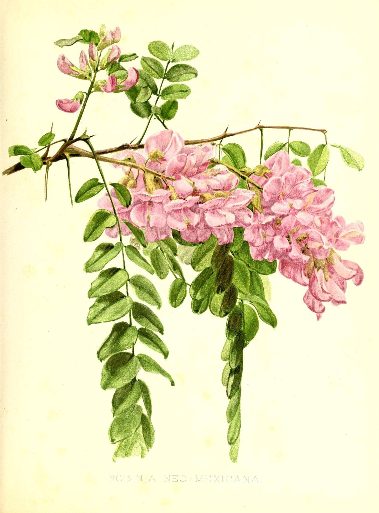 Imagem de Robinia neomexicana A. Gray