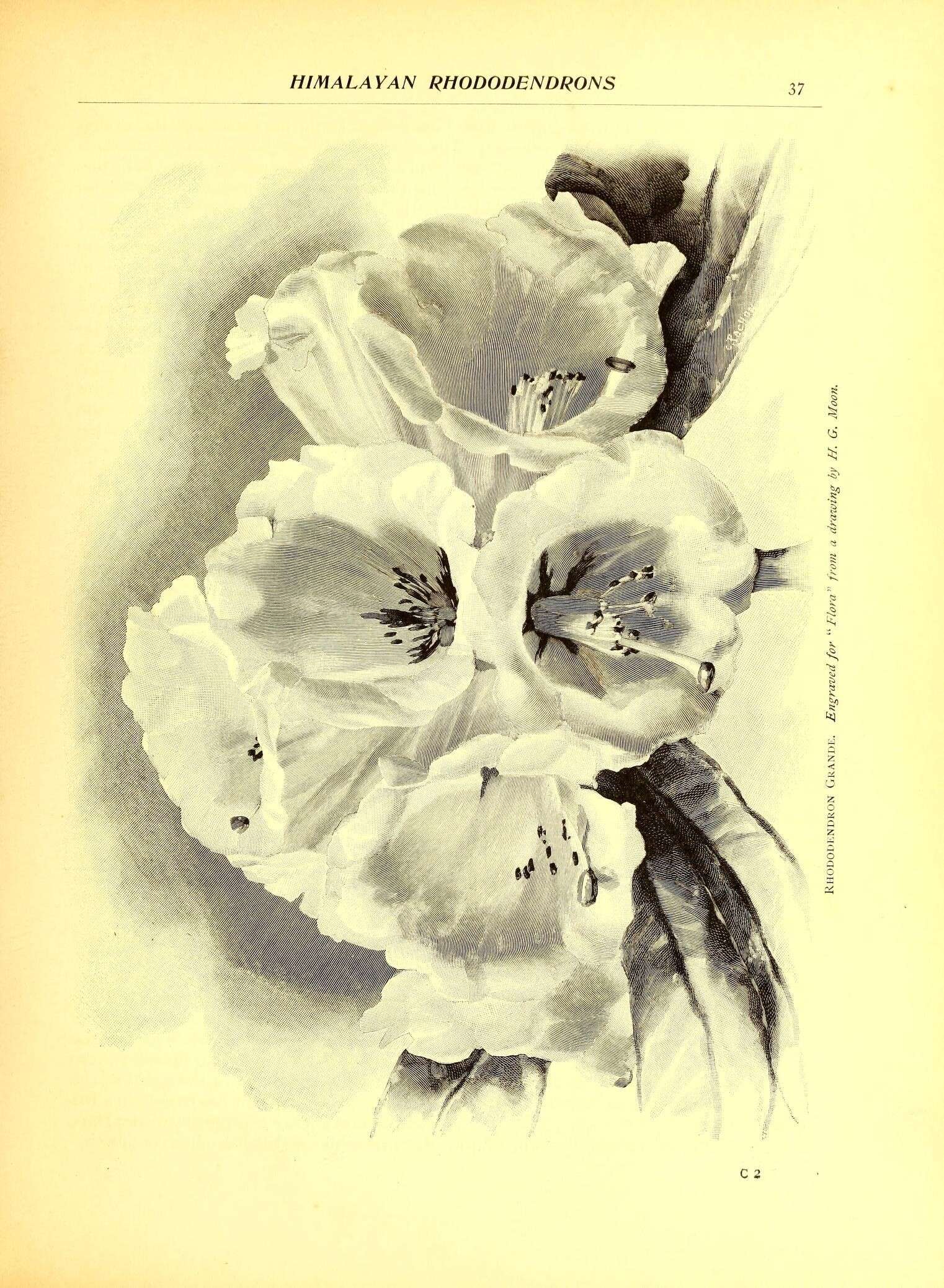 Image of Rhododendron grande Wight