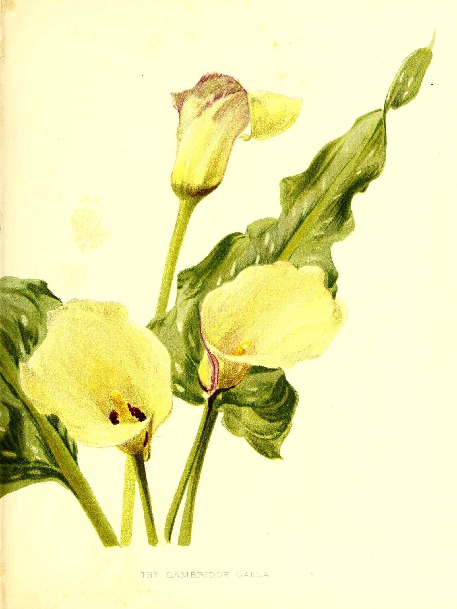 Image of calla lily