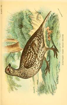 Image of Sharp-tailed Grouse