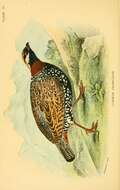 Image de Francolin noir