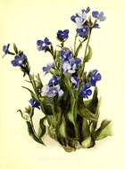 Image of Italian bugloss