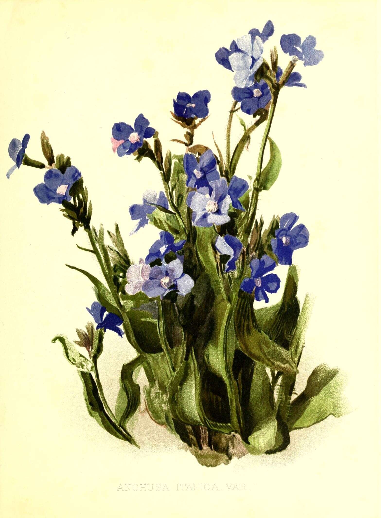 Image of Italian bugloss