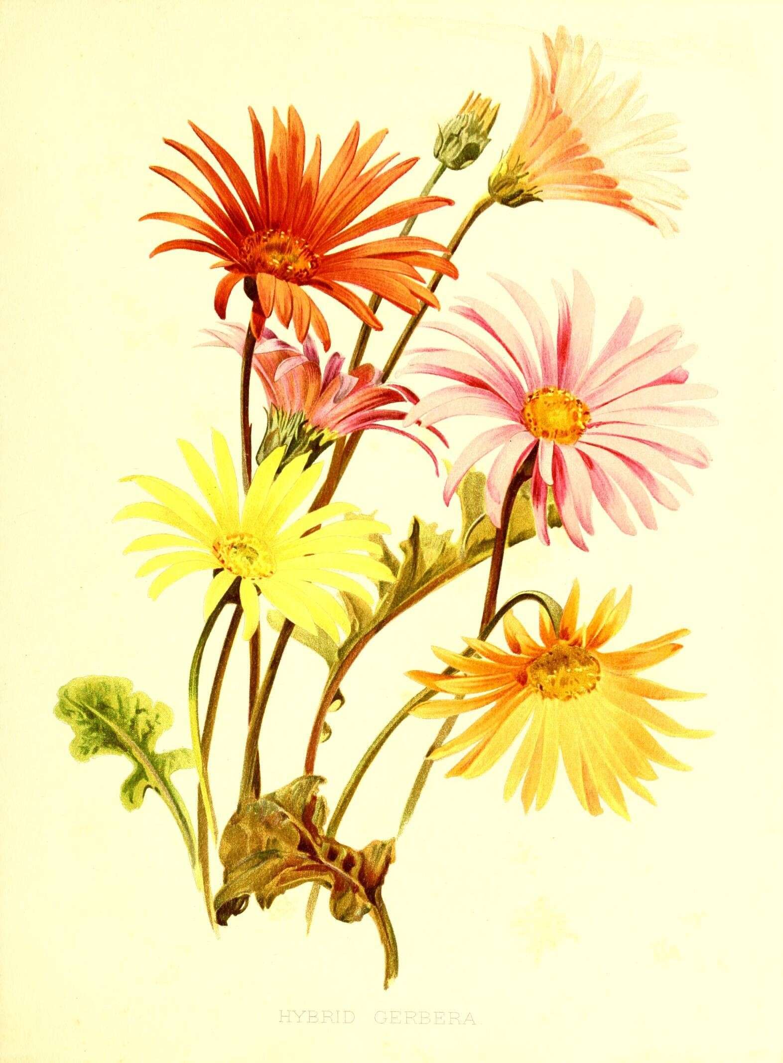 Image of Transvaal daisy