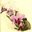 Image of Cattleya praestans (Rchb. fil.) Van den Berg