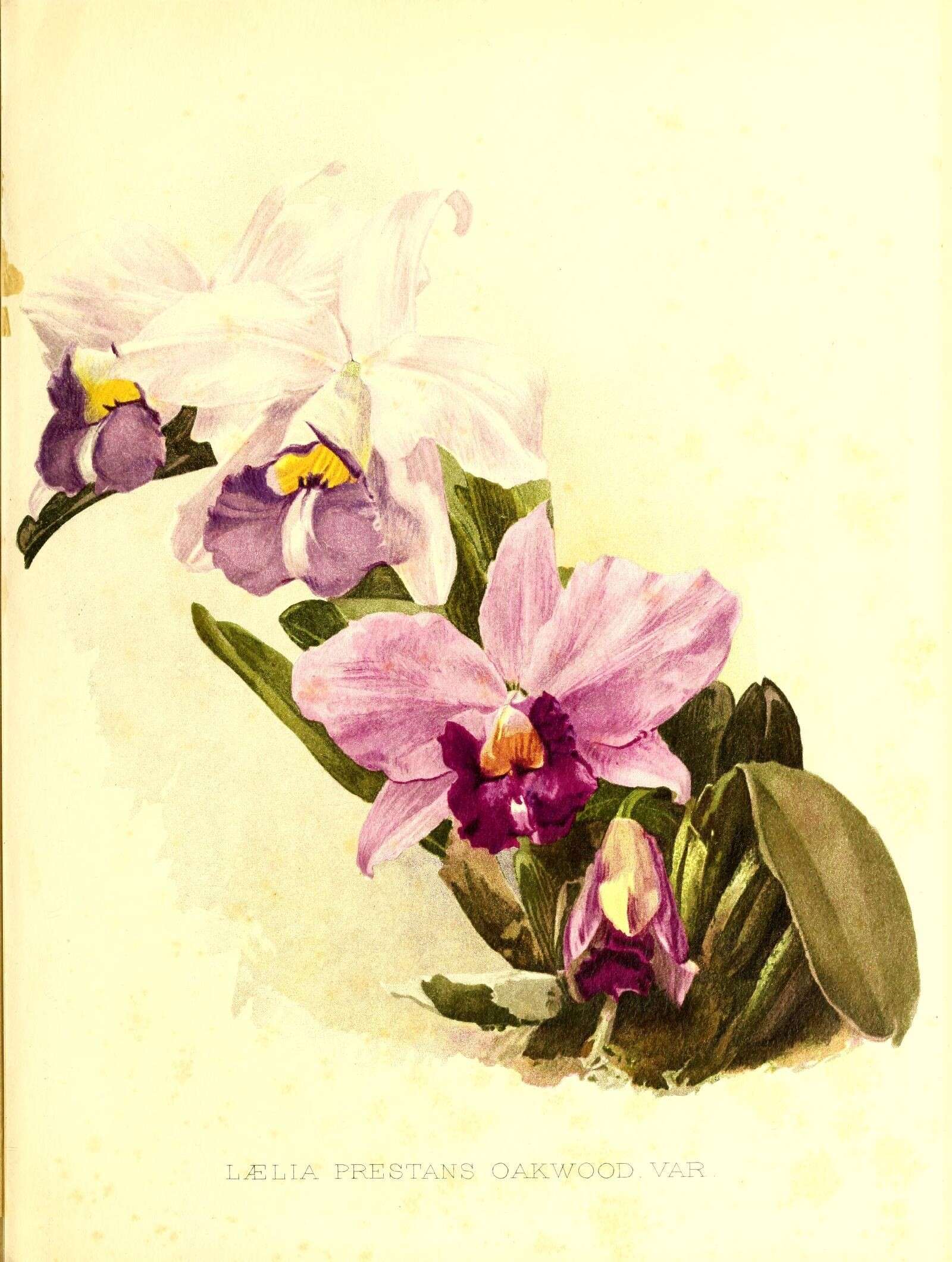 Image of Cattleya praestans (Rchb. fil.) Van den Berg