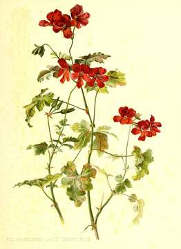 Image of Geranium