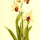 Cymbidium parishii Rchb. fil.的圖片