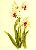 Cymbidium parishii Rchb. fil.的圖片