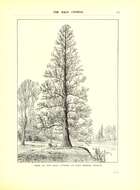 Image of Bald Cypress