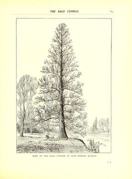 Taxodium distichum (L.) Rich. resmi