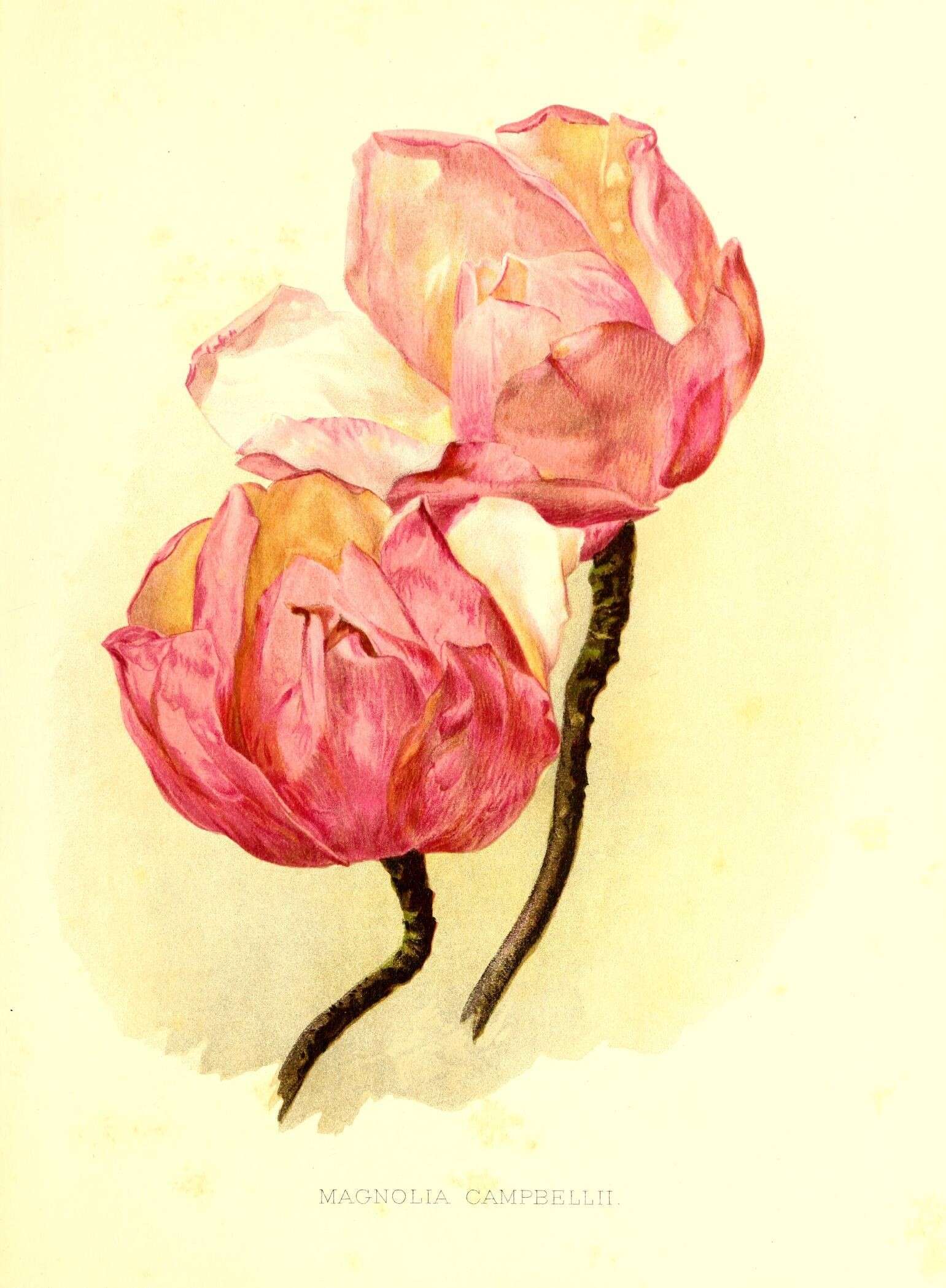 Image of Campbell's Magnolia