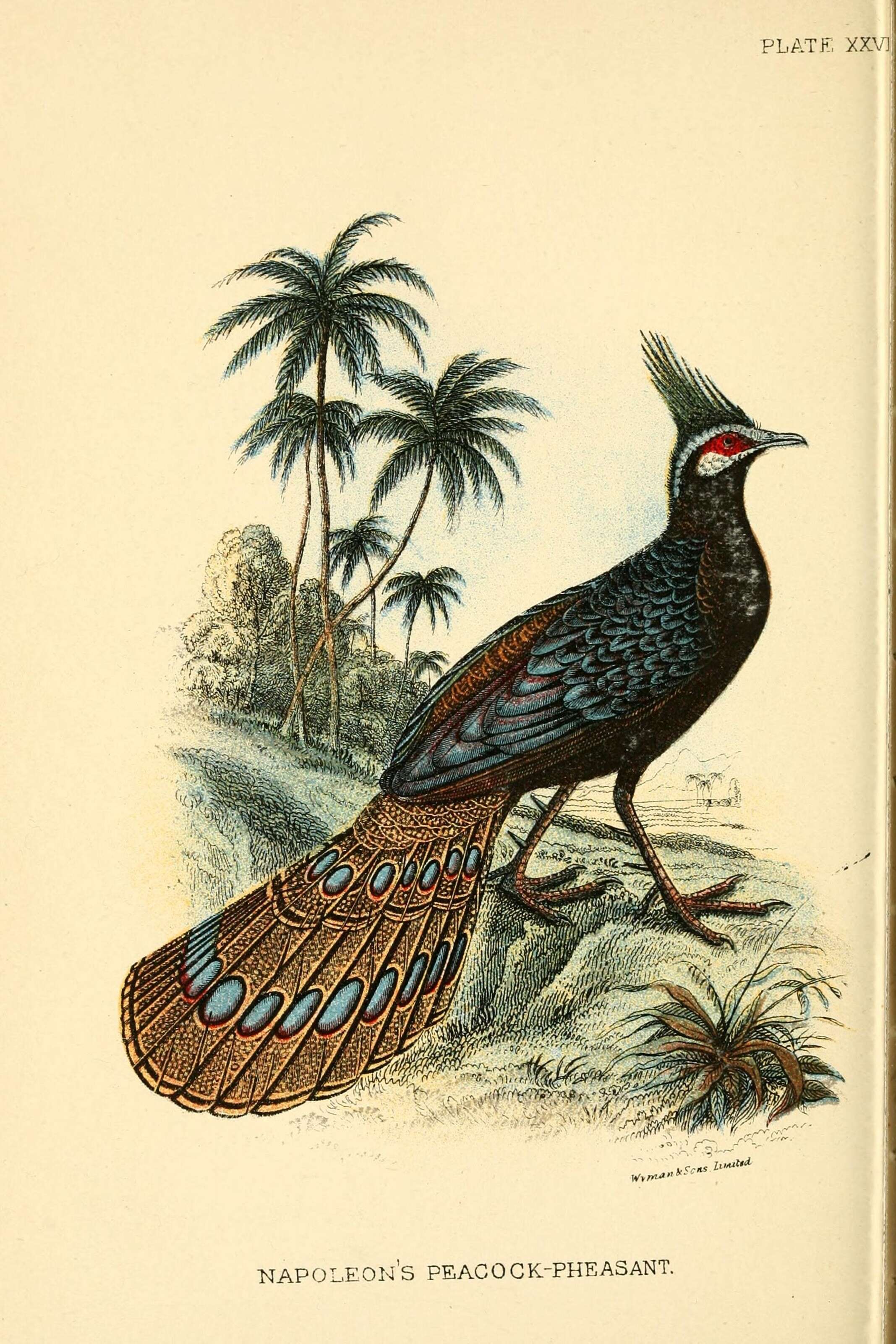 Image of Napoleon's Peacock-pheasant