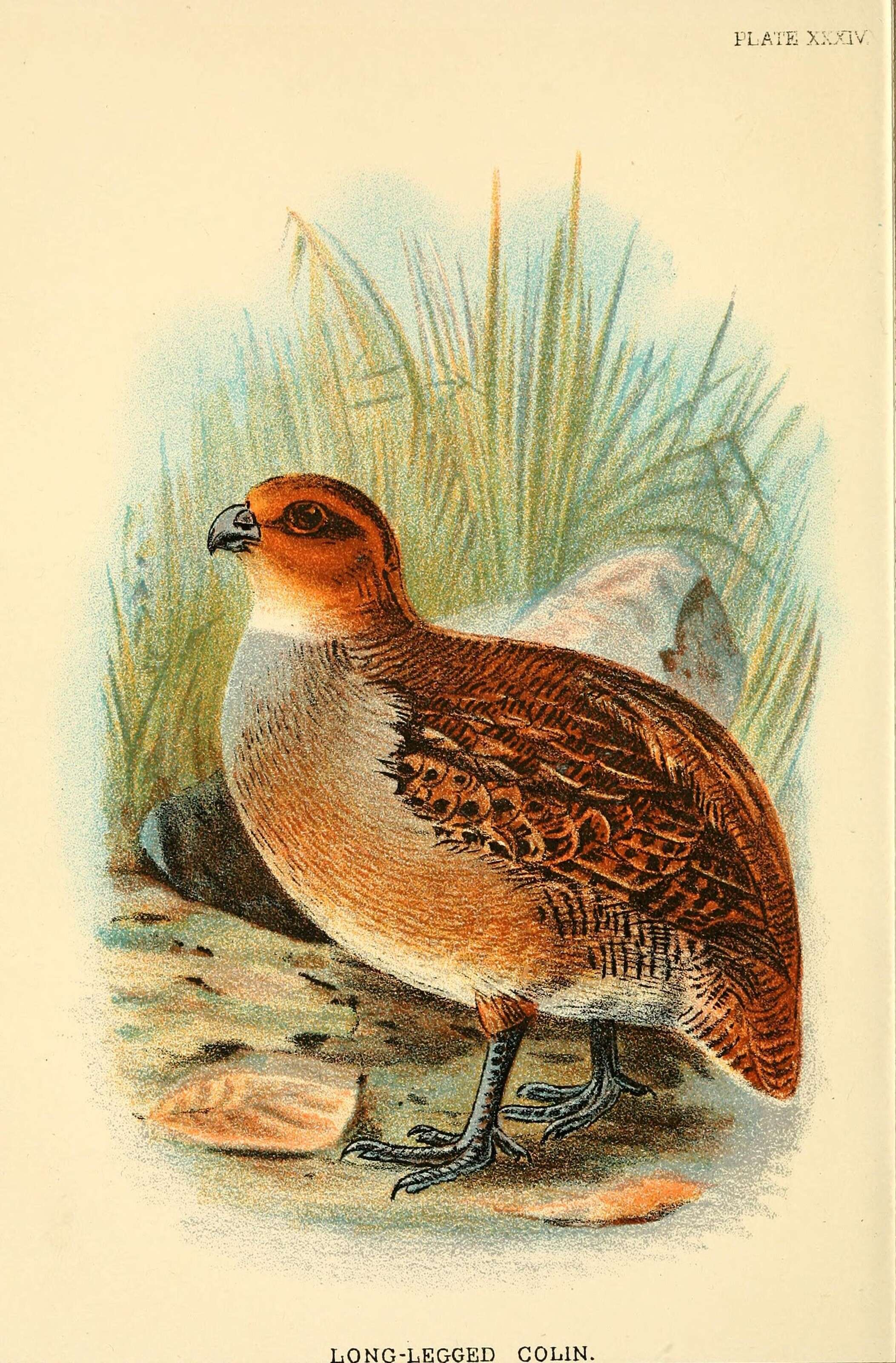 Image of Rhynchortyx cinctus cinctus (Salvin 1876)