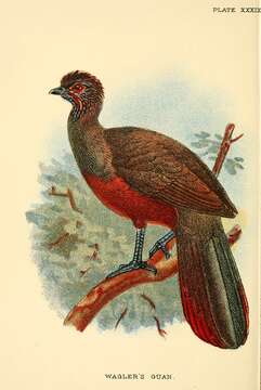 Image of Rufous-bellied Chachalaca