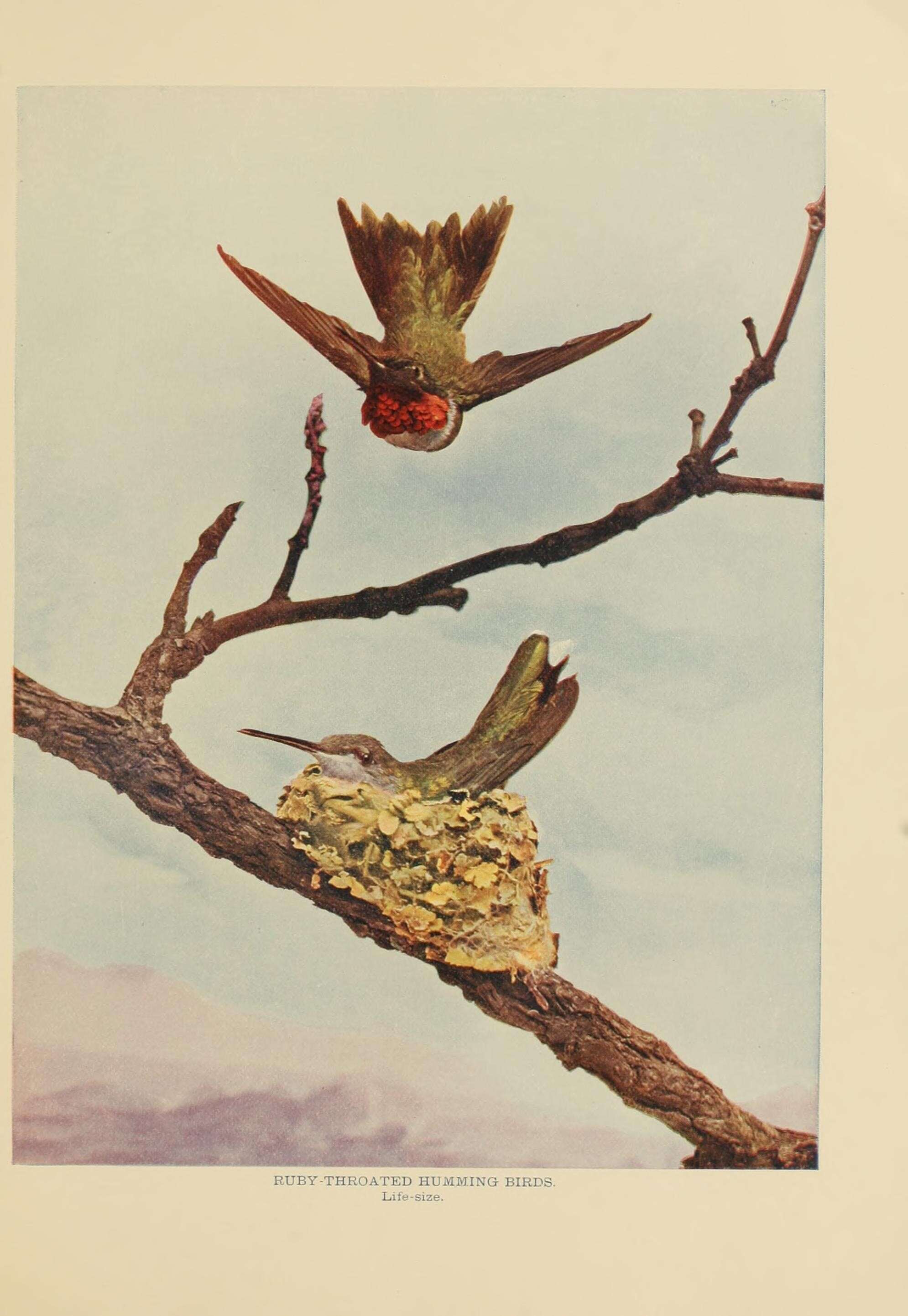 Image of Ruby-throated Hummingbird