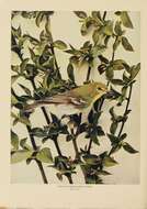 Image of Yellow-throated Vireo