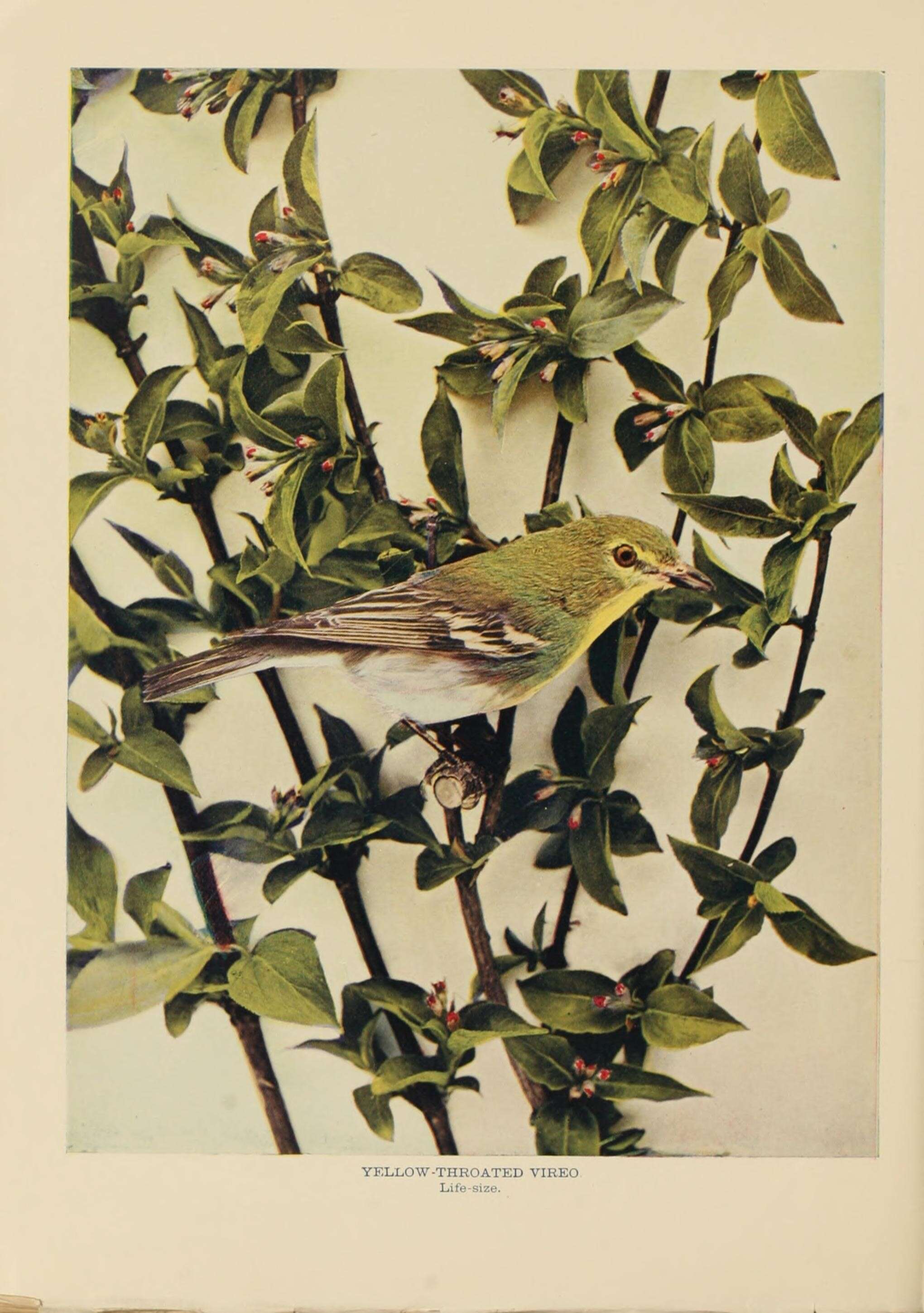 Image of Yellow-throated Vireo