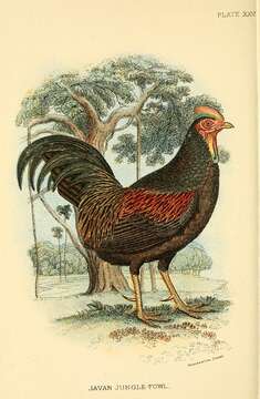 Image of Green Junglefowl