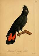 Image of Glossy black cockatoo