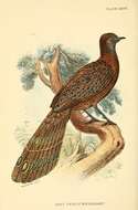 Image of Grey Peacock Pheasant