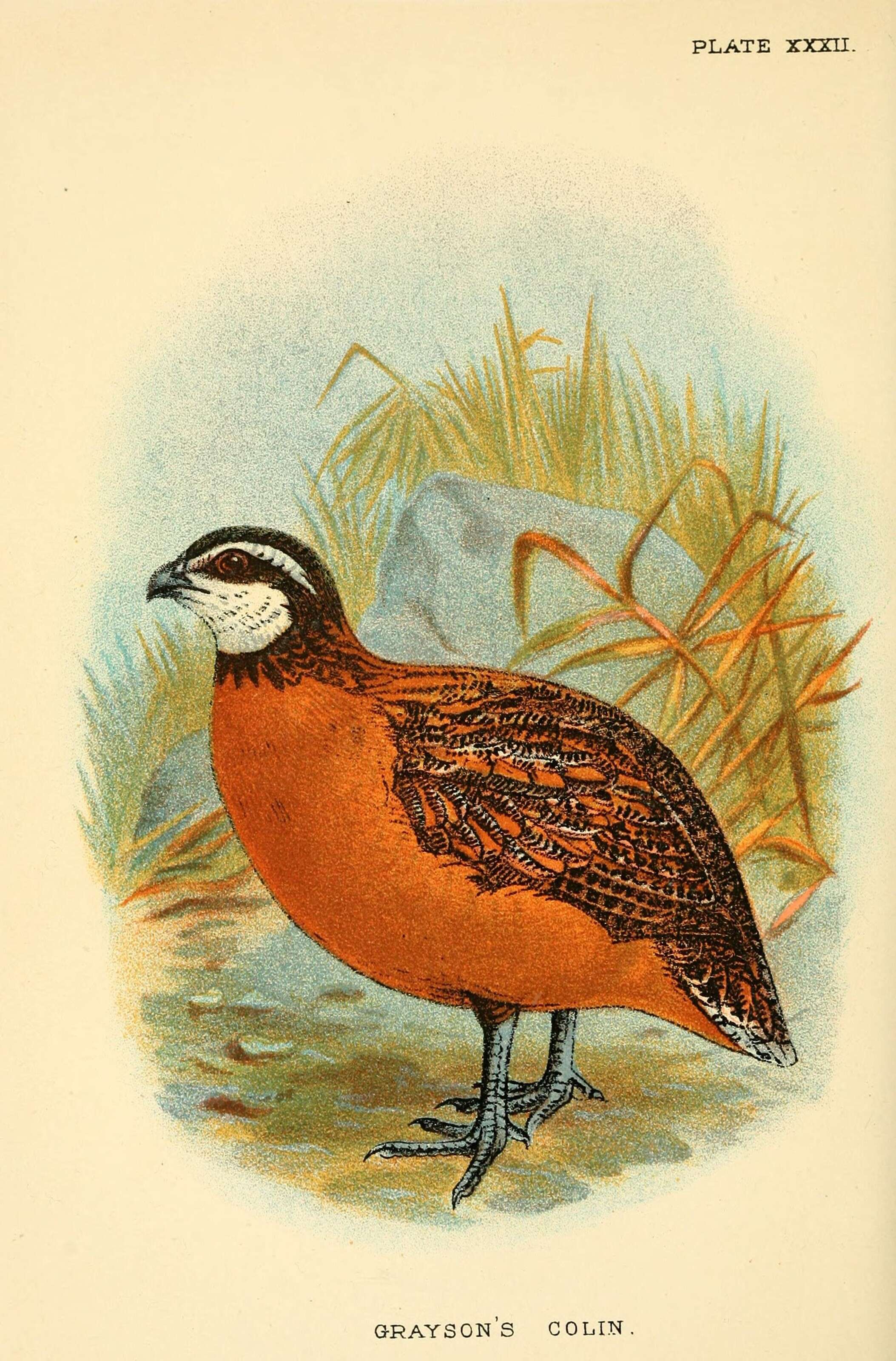 Image of Colinus virginianus graysoni (Lawrence 1867)