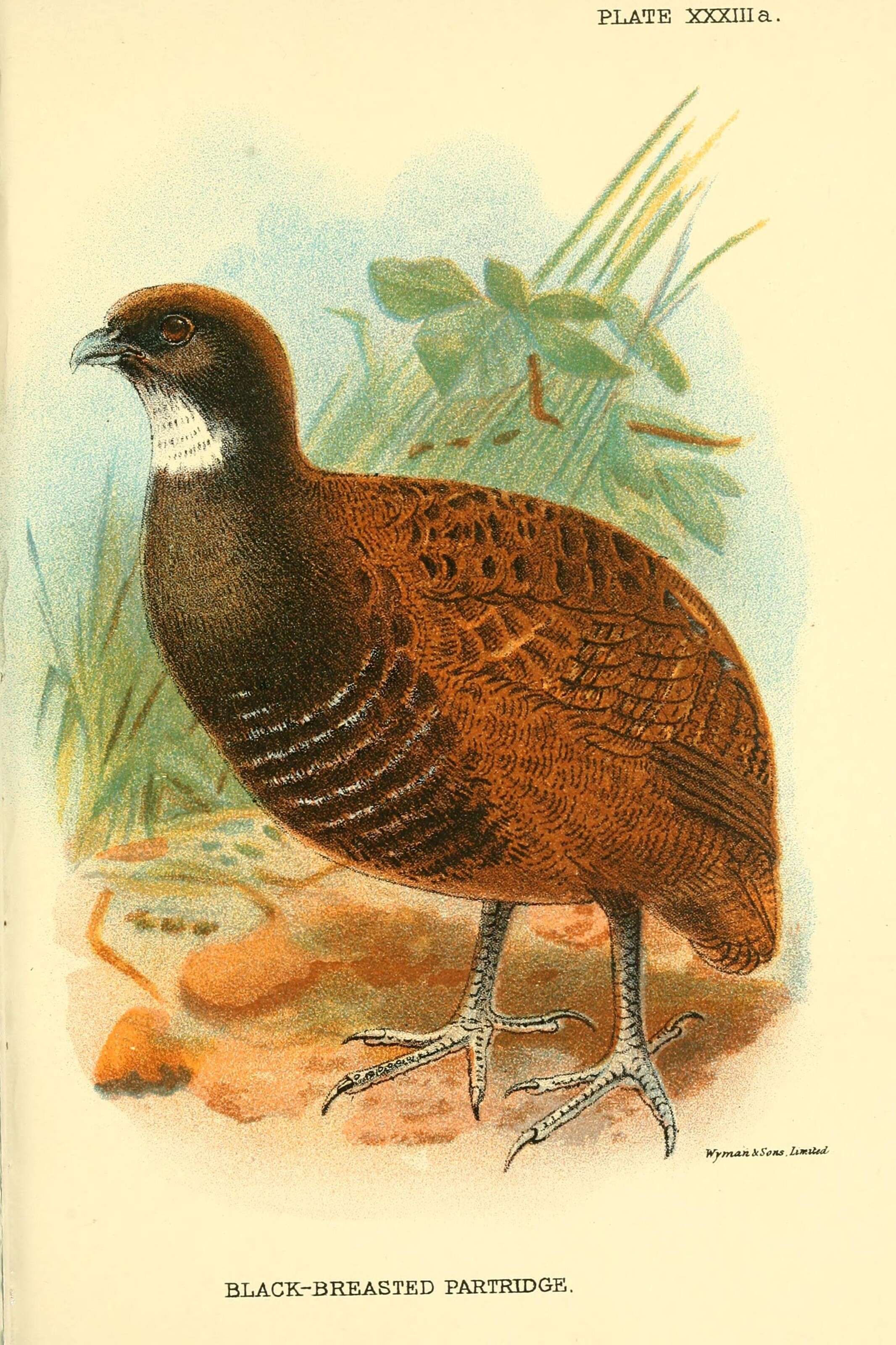 Image of Black-breasted Wood Quail