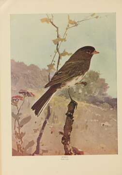 Image de Junco Wagler 1831