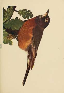 Image of American Robin