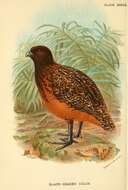 Image of Colinus virginianus atriceps (Ogilvie-Grant 1893)