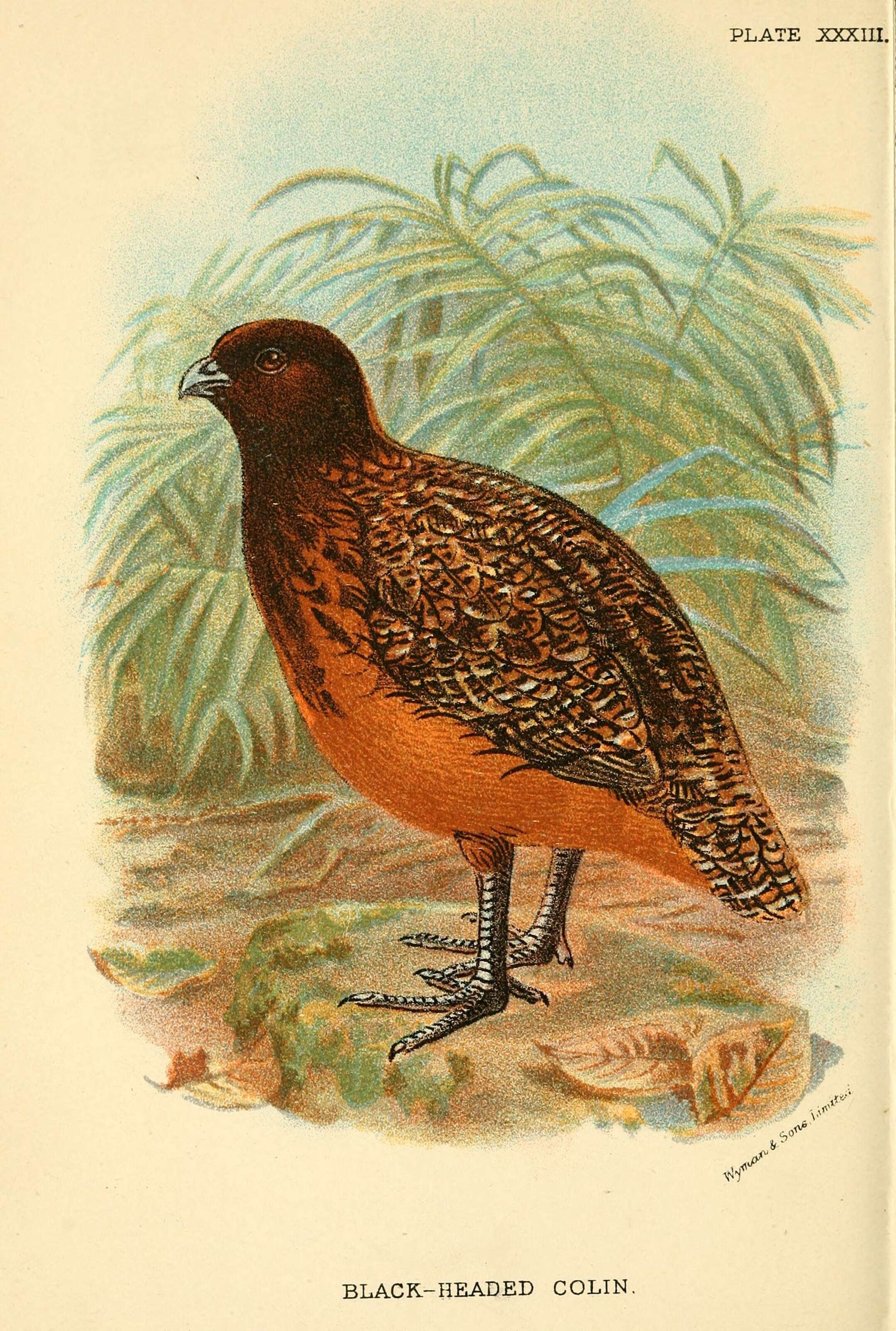 Image of Colinus virginianus atriceps (Ogilvie-Grant 1893)