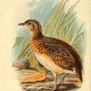 صورة Turnix sylvaticus whiteheadi Ogilvie-Grant 1897