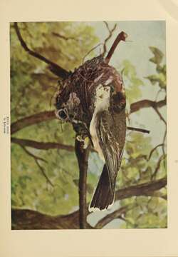 Image of Eastern Kingbird