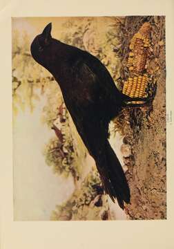 Image of American Crow