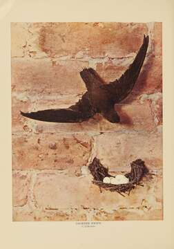 Image of Chimney Swift