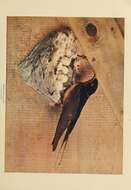 Image of Hirundo Linnaeus 1758