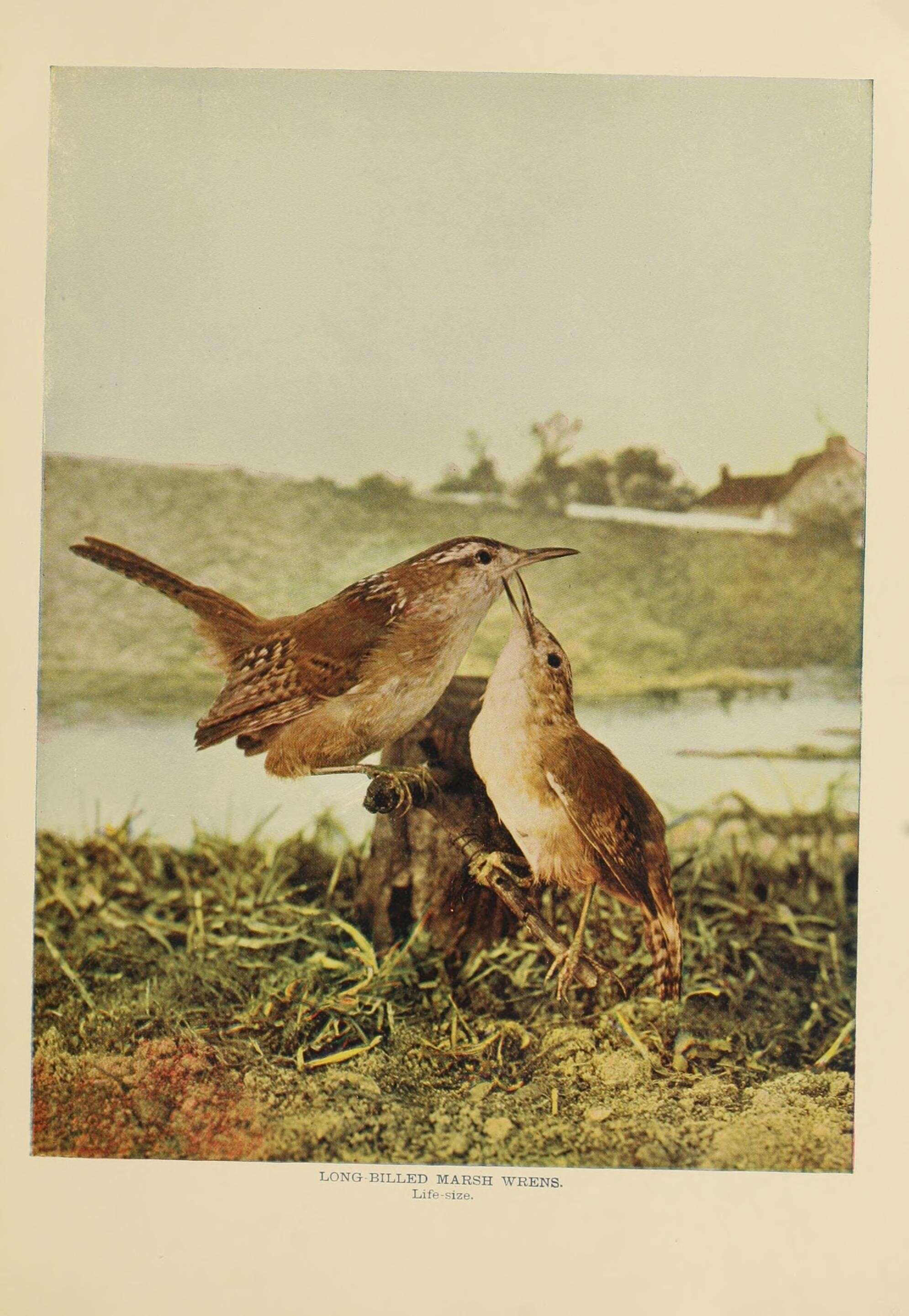 Image of Marsh Wren