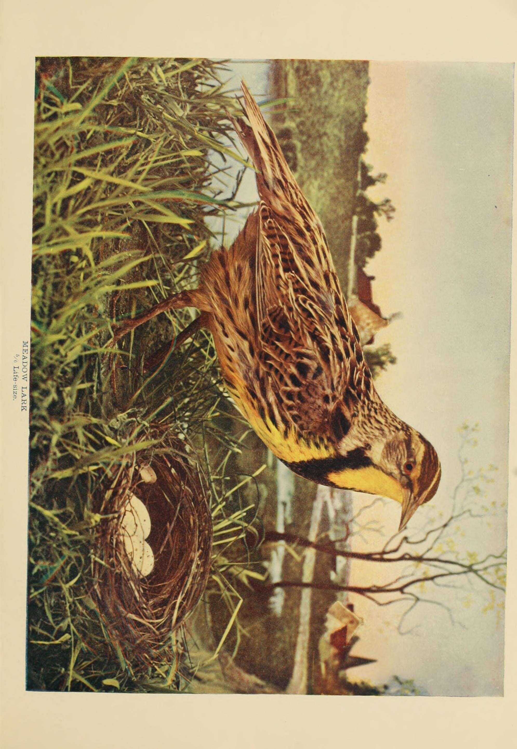 Image of Eastern Meadowlark