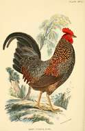 Image of Grey Junglefowl