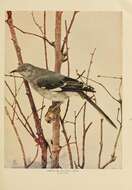 Image of Northern Mockingbird