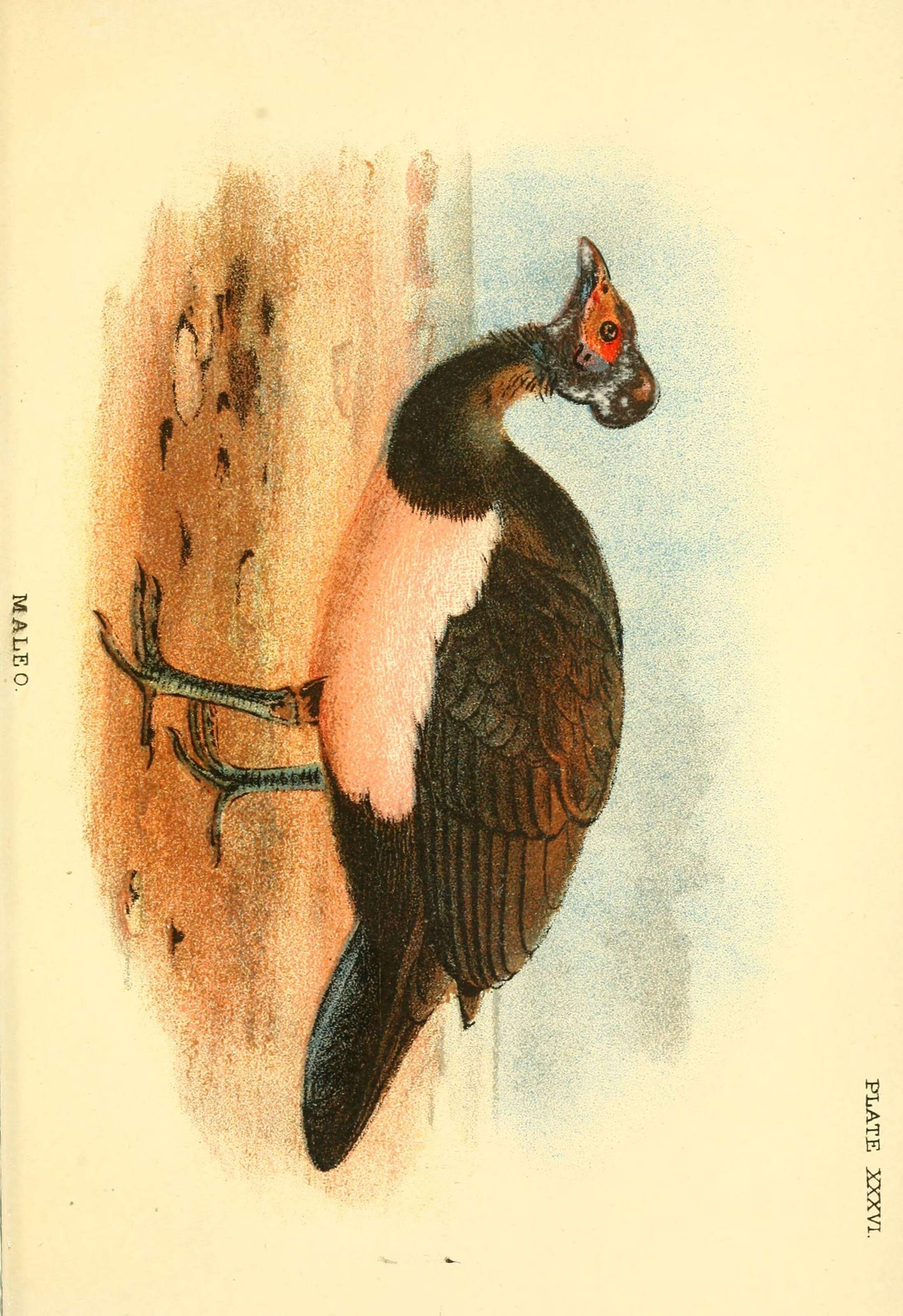 Image of Macrocephalon Müller & S 1846
