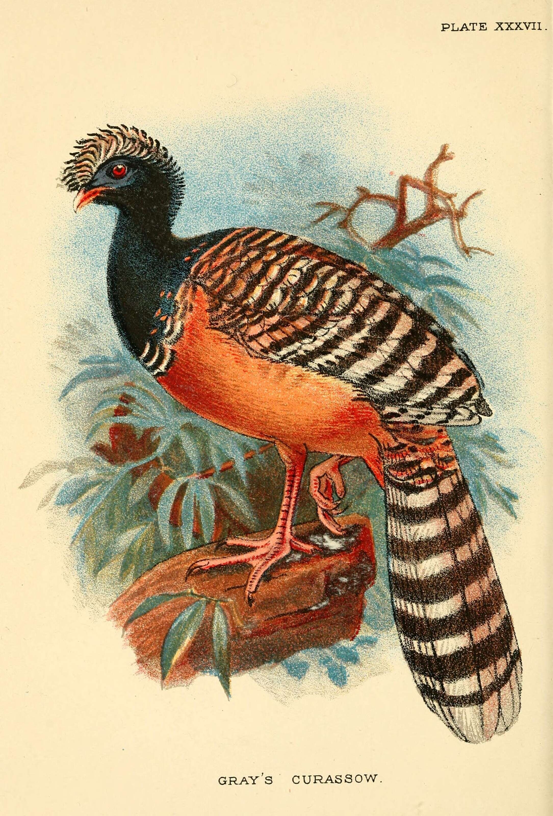 Image de Crax fasciolata grayi Ogilvie-Grant 1893