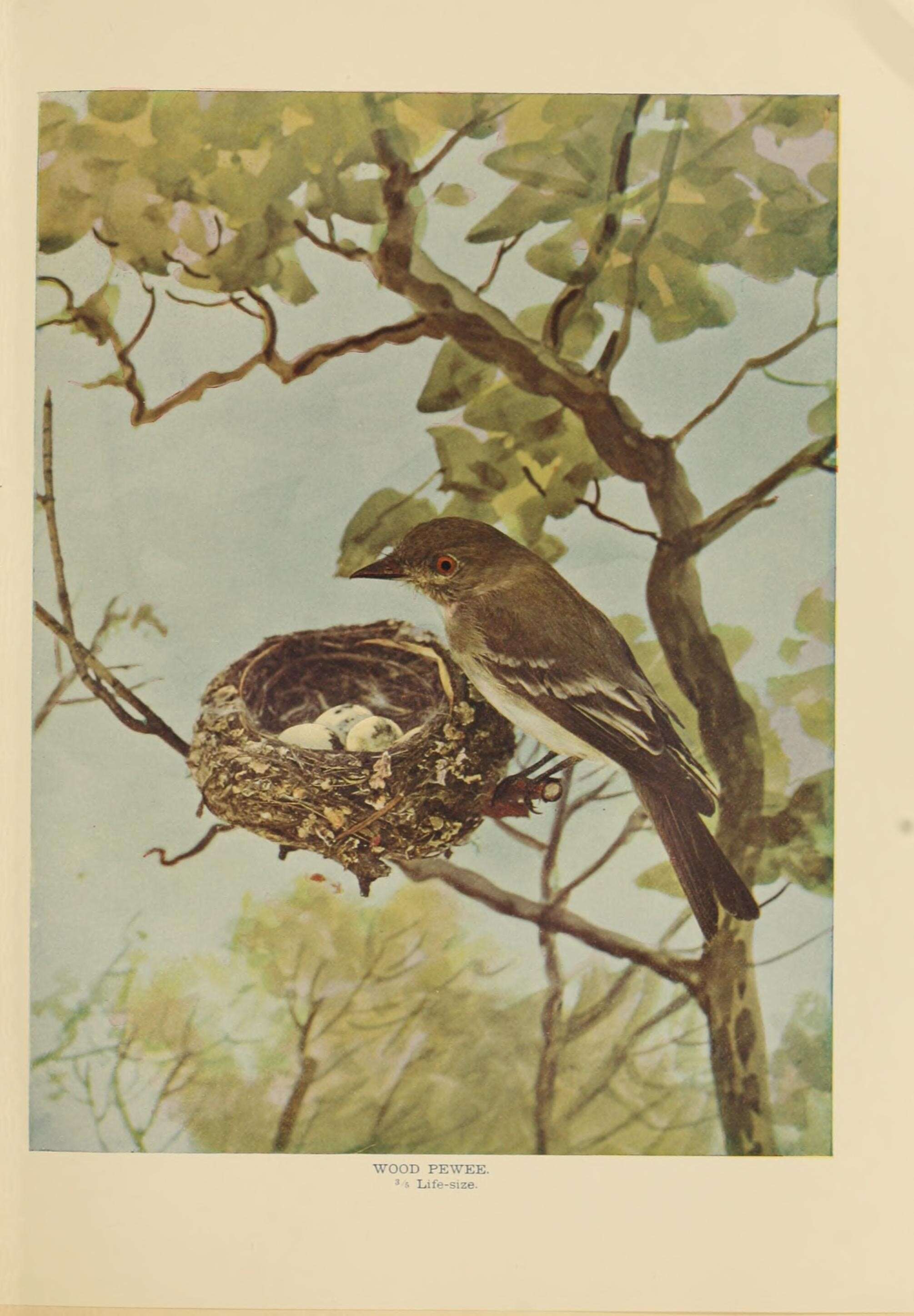 Image of Eastern Wood Pewee