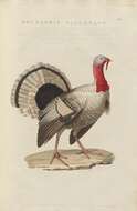 Imagem de Meleagris gallopavo Linnaeus 1758